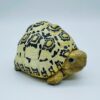 AHB Series 22 - Leopard Tortoise – Stigmochelys pardalis | Turtle