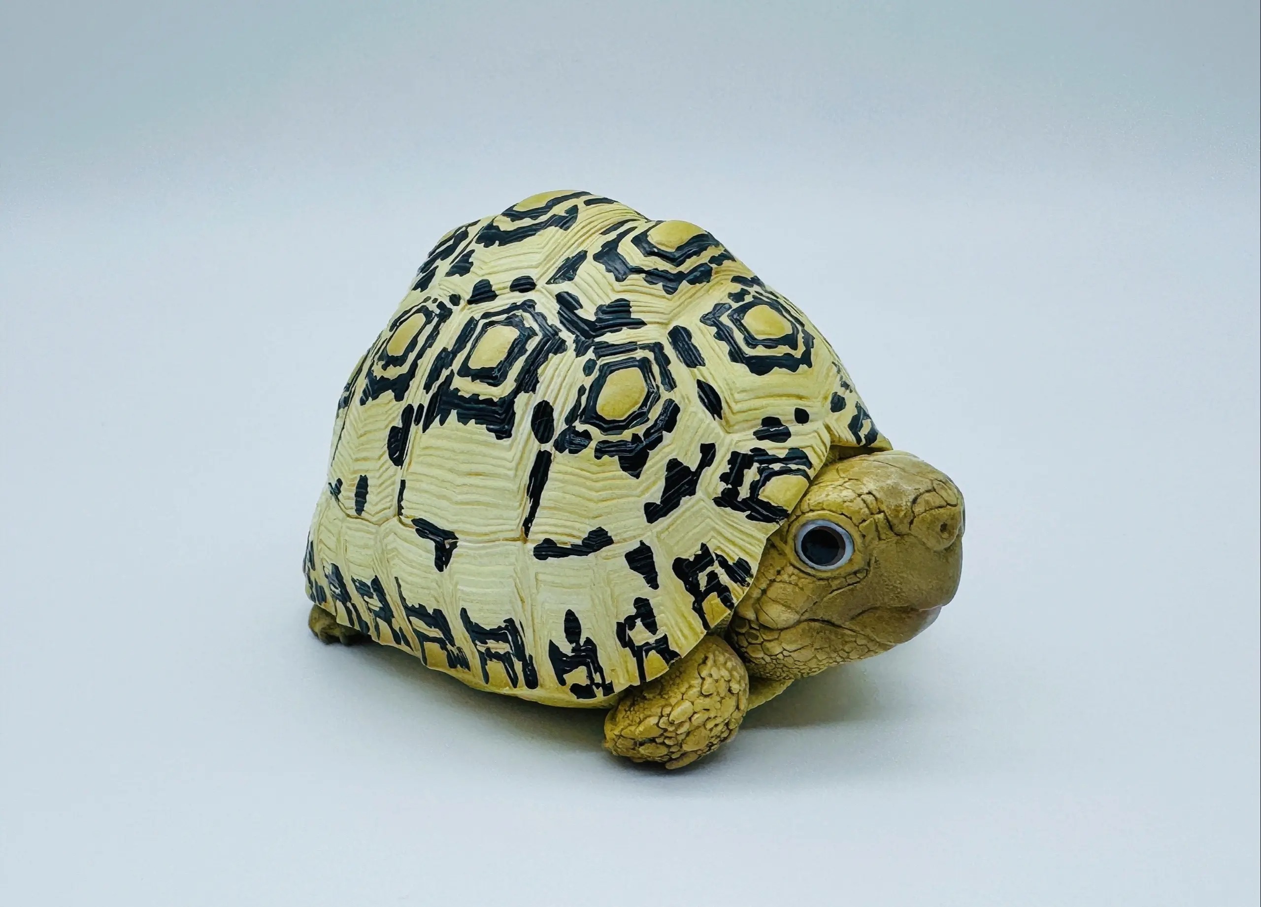 AHB Series 22 - Leopard Tortoise – Stigmochelys pardalis | Turtle