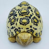 AHB Series 22 - Leopard Tortoise – Stigmochelys pardalis | Turtle