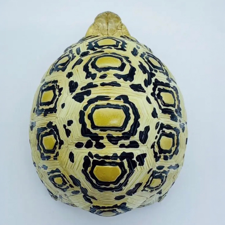 AHB Series 22 - Leopard Tortoise – Stigmochelys pardalis | Turtle