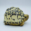 AHB Series 22 - Leopard Tortoise – Stigmochelys pardalis | Turtle