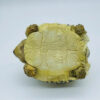 AHB Series 22 - Leopard Tortoise – Stigmochelys pardalis | Turtle