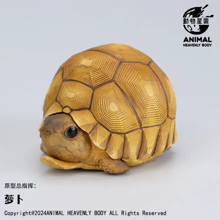 AHB-V22-08-01 AHB Series 22 - Ploughshare Tortoise – Astrochelys yniphora | Turtle