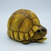 AHB-V22-08-02 AHB Series 22 - Ploughshare Tortoise – Astrochelys yniphora | Turtle