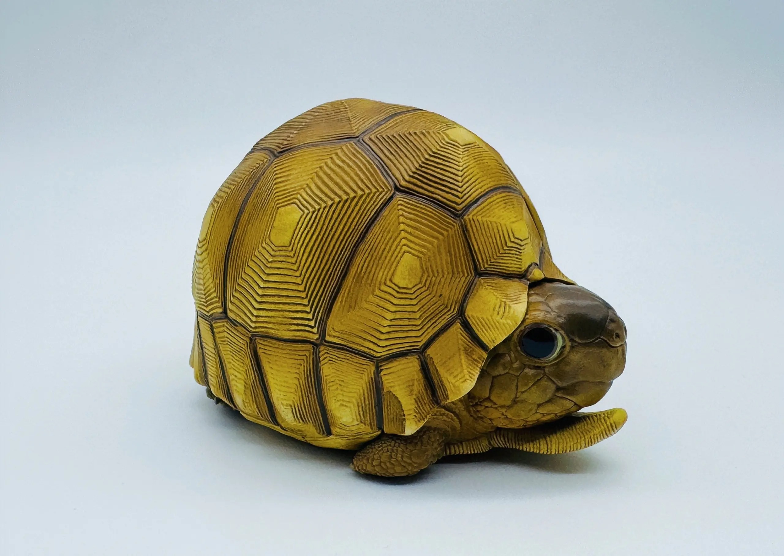 AHB-V22-08-02 AHB Series 22 - Ploughshare Tortoise – Astrochelys yniphora | Turtle