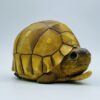 AHB-V22-08-03 AHB Series 22 - Ploughshare Tortoise – Astrochelys yniphora | Turtle