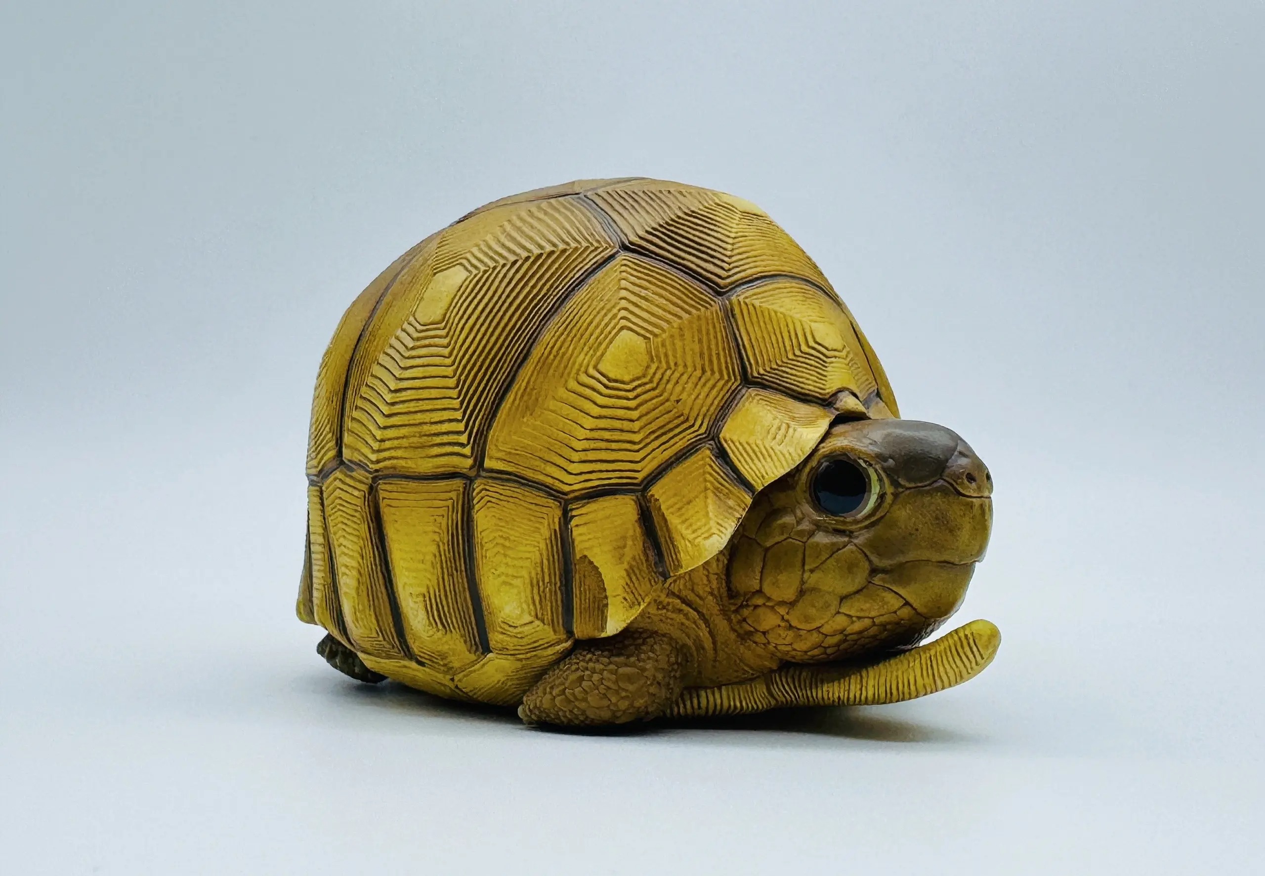 AHB-V22-08-03 AHB Series 22 - Ploughshare Tortoise – Astrochelys yniphora | Turtle