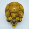 AHB-V22-08-04 AHB Series 22 - Ploughshare Tortoise – Astrochelys yniphora | Turtle