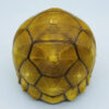 AHB-V22-08-05 AHB Series 22 - Ploughshare Tortoise – Astrochelys yniphora | Turtle