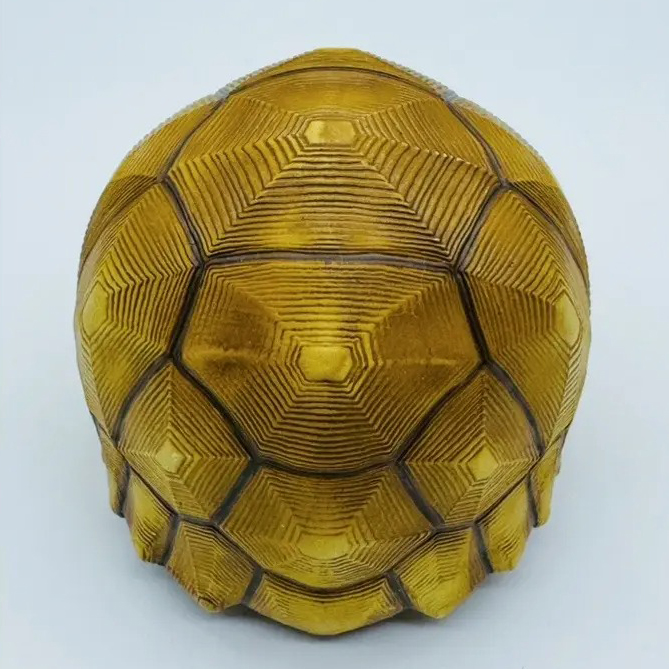 AHB-V22-08-05 AHB Series 22 - Ploughshare Tortoise – Astrochelys yniphora | Turtle