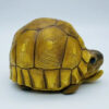 AHB-V22-08-06 AHB Series 22 - Ploughshare Tortoise – Astrochelys yniphora | Turtle