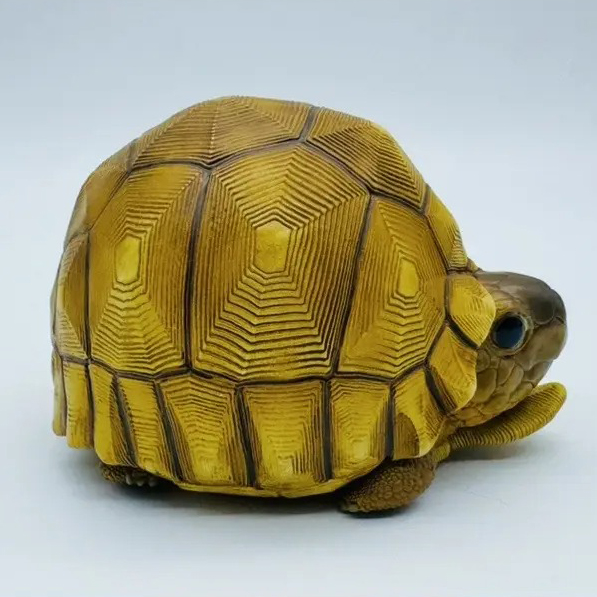 AHB-V22-08-06 AHB Series 22 - Ploughshare Tortoise – Astrochelys yniphora | Turtle