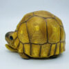 AHB-V22-08-07 AHB Series 22 - Ploughshare Tortoise – Astrochelys yniphora | Turtle