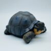 AHB Series 22 - Galapagos Giant Tortoise – Chelonoidis nigra | Turtle