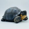 AHB Series 22 - Galapagos Giant Tortoise – Chelonoidis nigra | Turtle