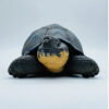 AHB Series 22 - Galapagos Giant Tortoise – Chelonoidis nigra | Turtle