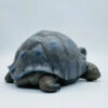 AHB Series 22 - Galapagos Giant Tortoise – Chelonoidis nigra | Turtle