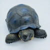 AHB Series 22 - Galapagos Giant Tortoise – Chelonoidis nigra | Turtle