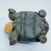 AHB Series 22 - Galapagos Giant Tortoise – Chelonoidis nigra | Turtle