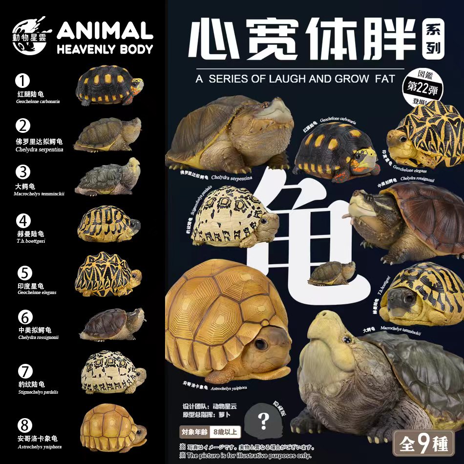 AHB-V22-Poster AHB Series 22 - Ploughshare Tortoise – Astrochelys yniphora | Turtle