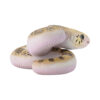 AHB-V23-02-02 AHB Series 23 - Pine Snake – Pituophis melanoleucus | Snake