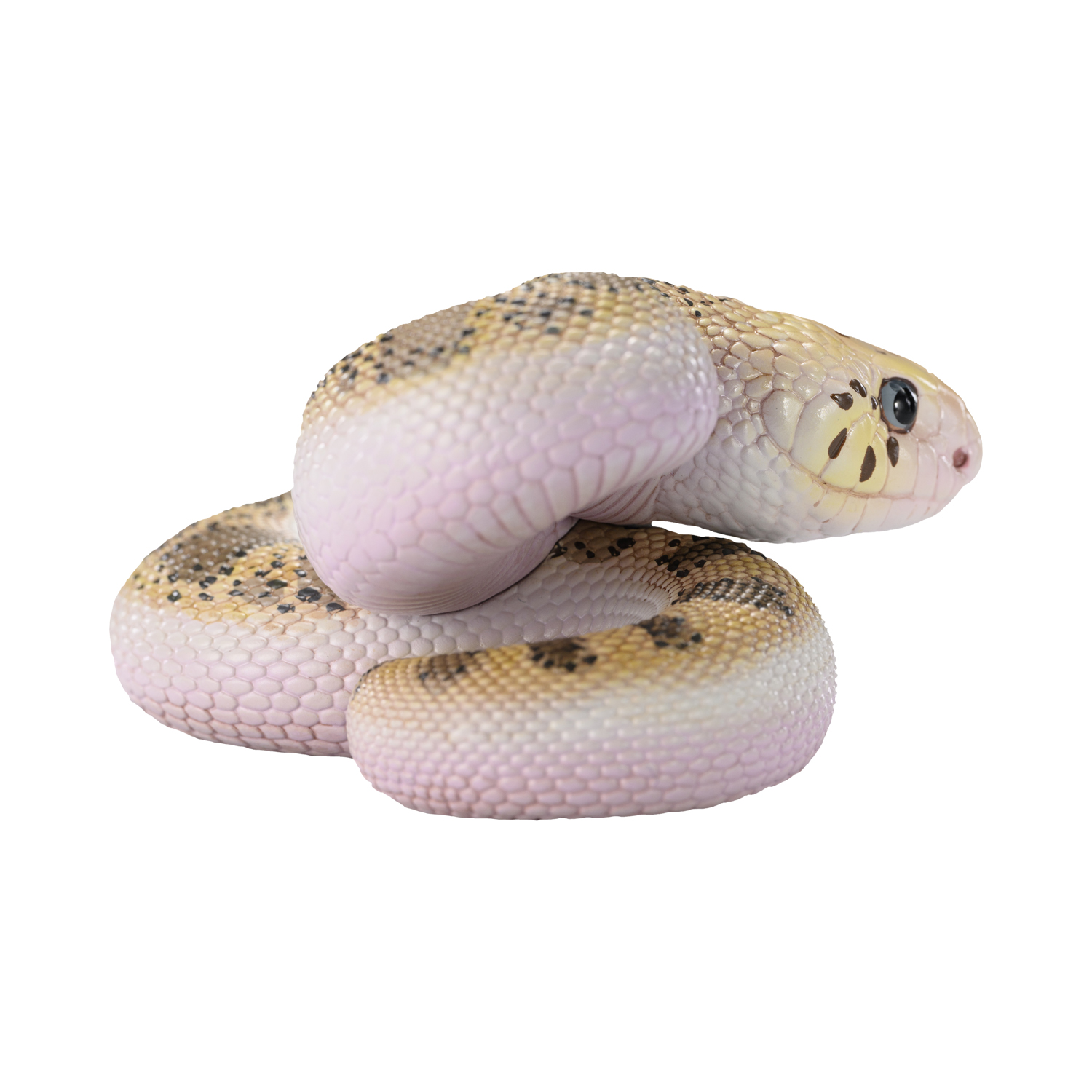 AHB-V23-02-02 AHB Series 23 - Pine Snake – Pituophis melanoleucus | Snake