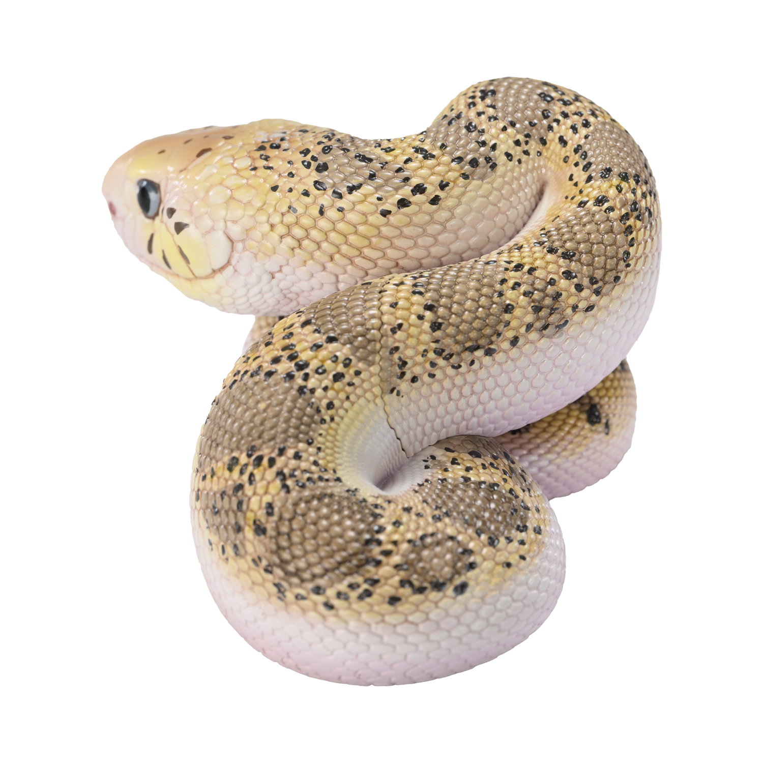 AHB-V23-02-03 AHB Series 23 - Pine Snake – Pituophis melanoleucus | Snake