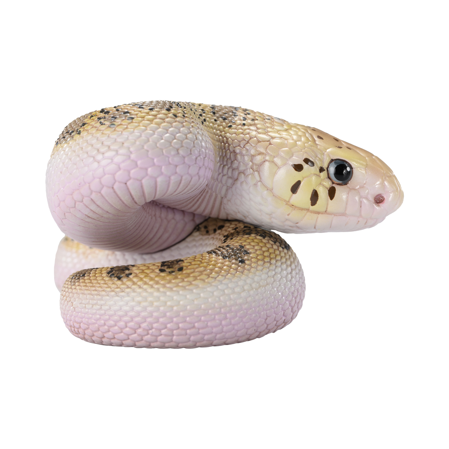AHB-V23-02-05 AHB Series 23 - Pine Snake – Pituophis melanoleucus | Snake