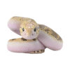 AHB-V23-02-06 AHB Series 23 - Pine Snake – Pituophis melanoleucus | Snake