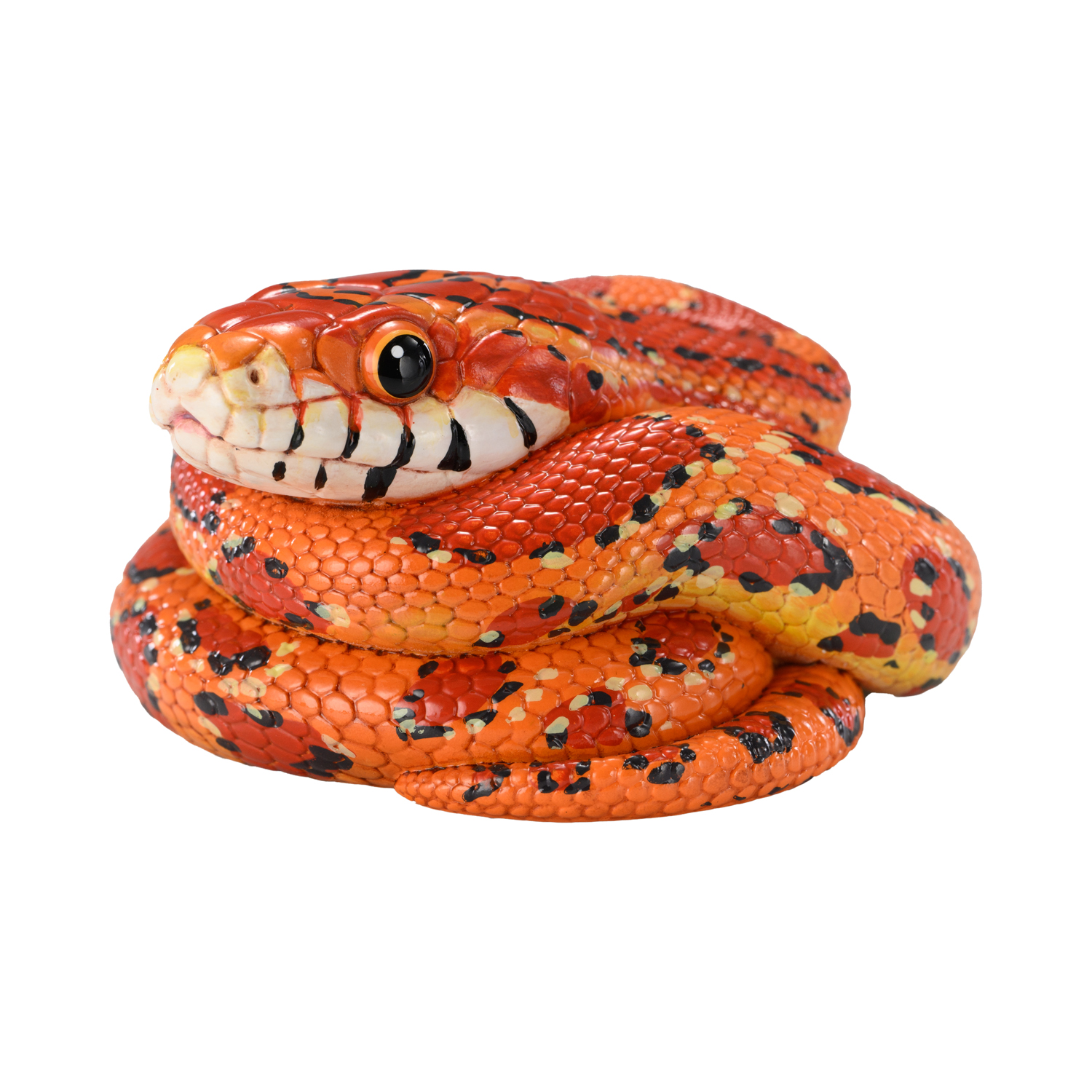 AHB-V23-03-03 AHB Series 23 - Corn Snake – Pantherophis guttatus | Snake