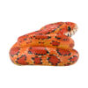 AHB-V23-03-05 AHB Series 23 - Corn Snake – Pantherophis guttatus | Snake