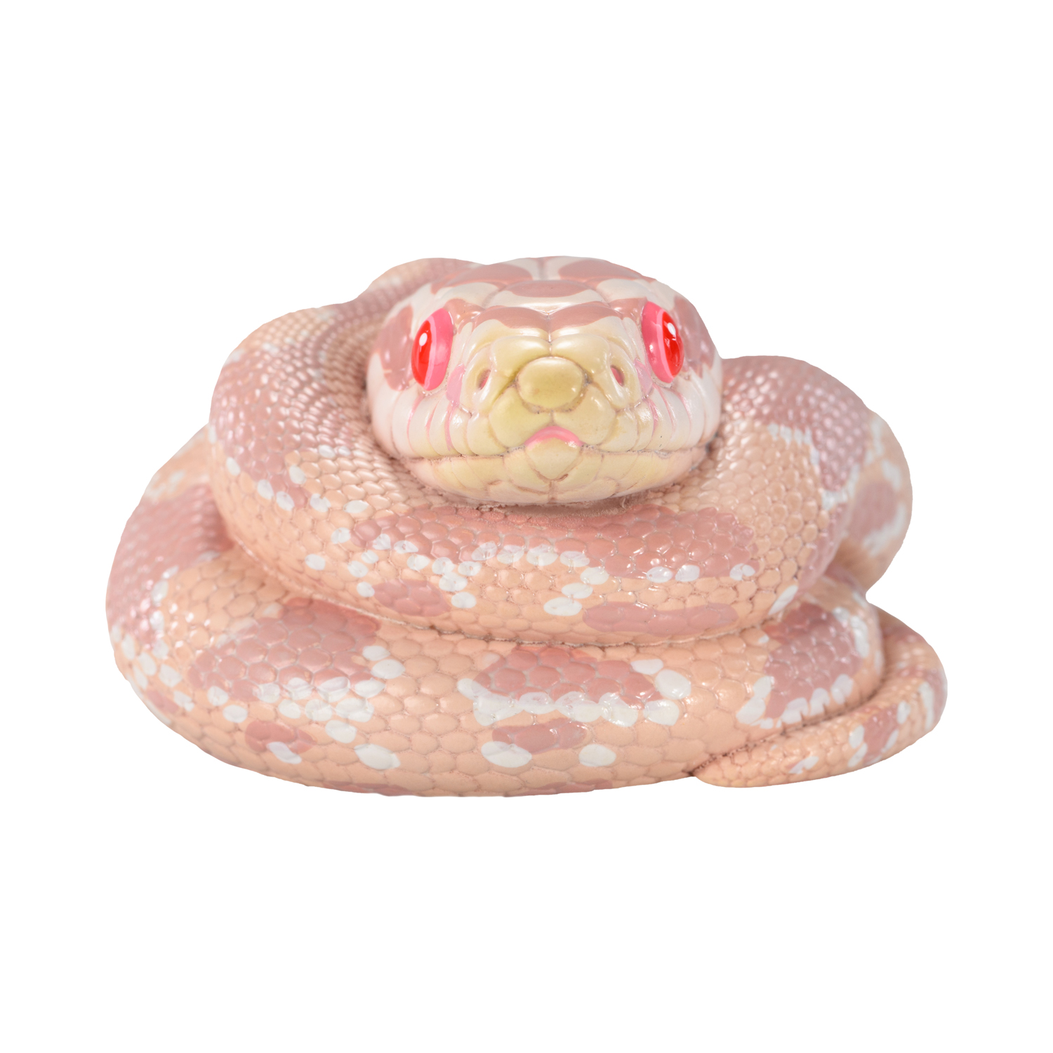 AHB Series 23 - Corn Snake (Coral Snow) – Pantherophis guttatus | Snake