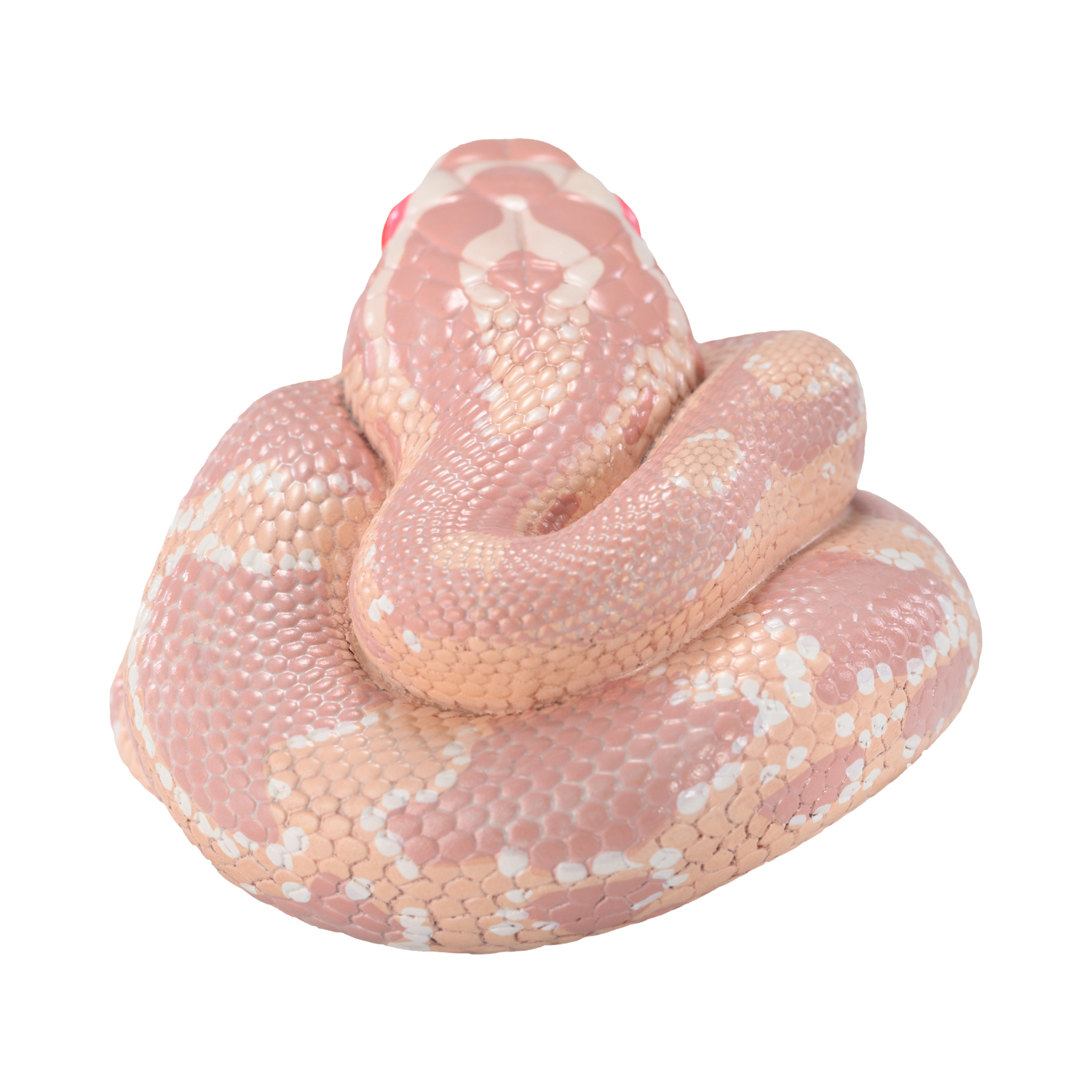 AHB Series 23 - Corn Snake (Coral Snow) – Pantherophis guttatus | Snake