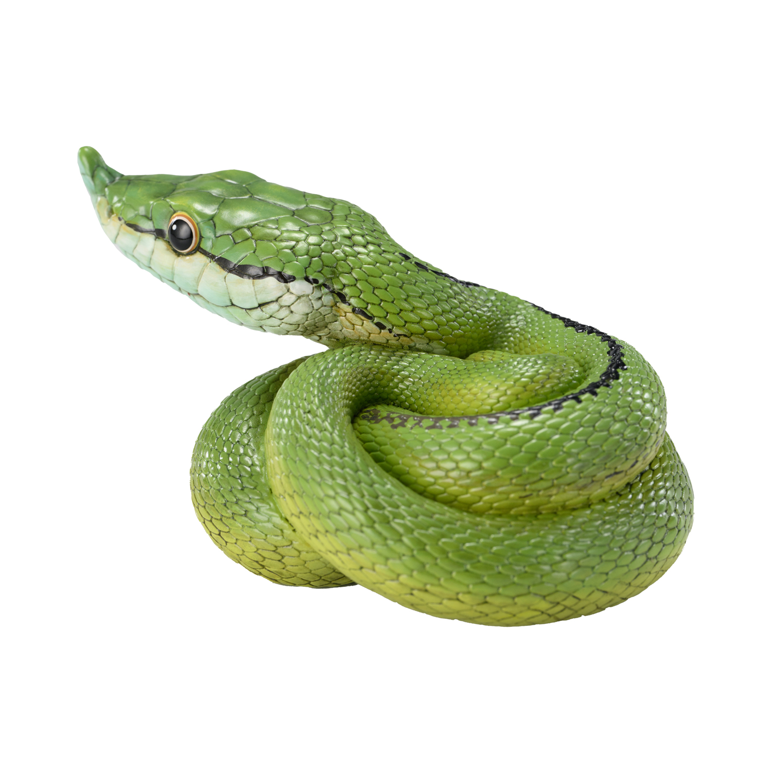 AHB Series 23 - Baron&rsquo;s Green Racer – Philodryas baroni | Snake