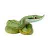 AHB Series 23 - Baron&rsquo;s Green Racer – Philodryas baroni | Snake