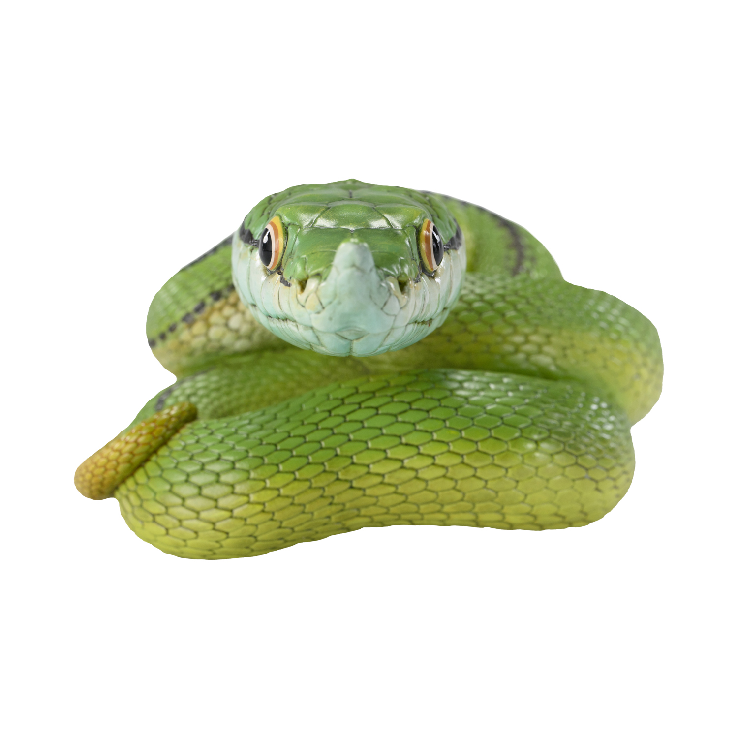AHB Series 23 - Baron&rsquo;s Green Racer – Philodryas baroni | Snake