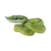 AHB Series 23 - Baron&rsquo;s Green Racer – Philodryas baroni | Snake