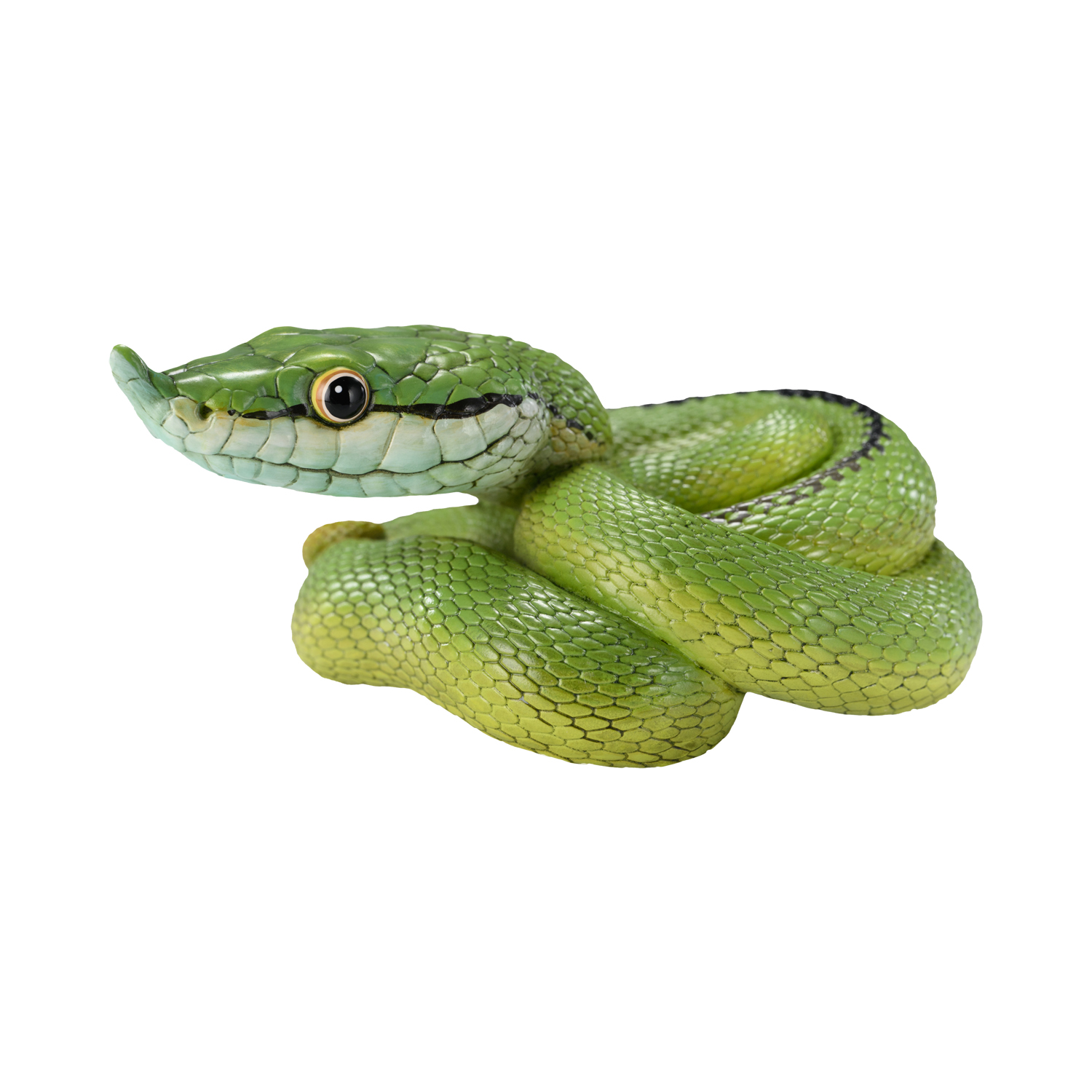 AHB Series 23 - Baron&rsquo;s Green Racer – Philodryas baroni | Snake
