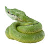 AHB Series 23 - Baron&rsquo;s Green Racer – Philodryas baroni | Snake