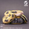 AHB Series 23 - Taiwan Beauty Snake – Elaphe taeniura friesi | Snake