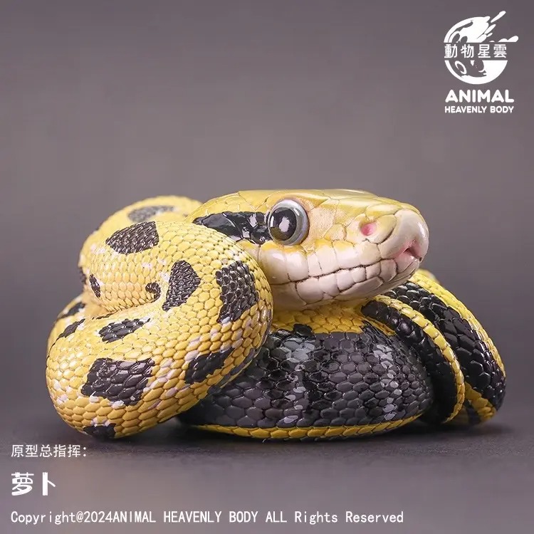 AHB Series 23 - Taiwan Beauty Snake – Elaphe taeniura friesi | Snake