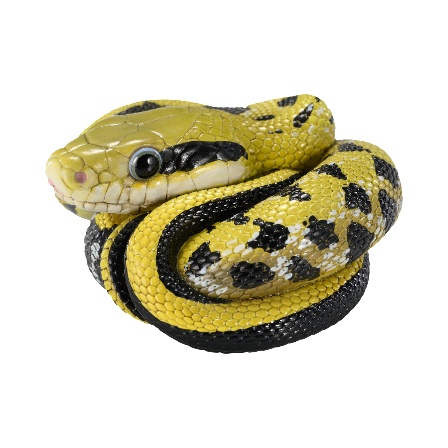 AHB Series 23 - Taiwan Beauty Snake – Elaphe taeniura friesi | Snake