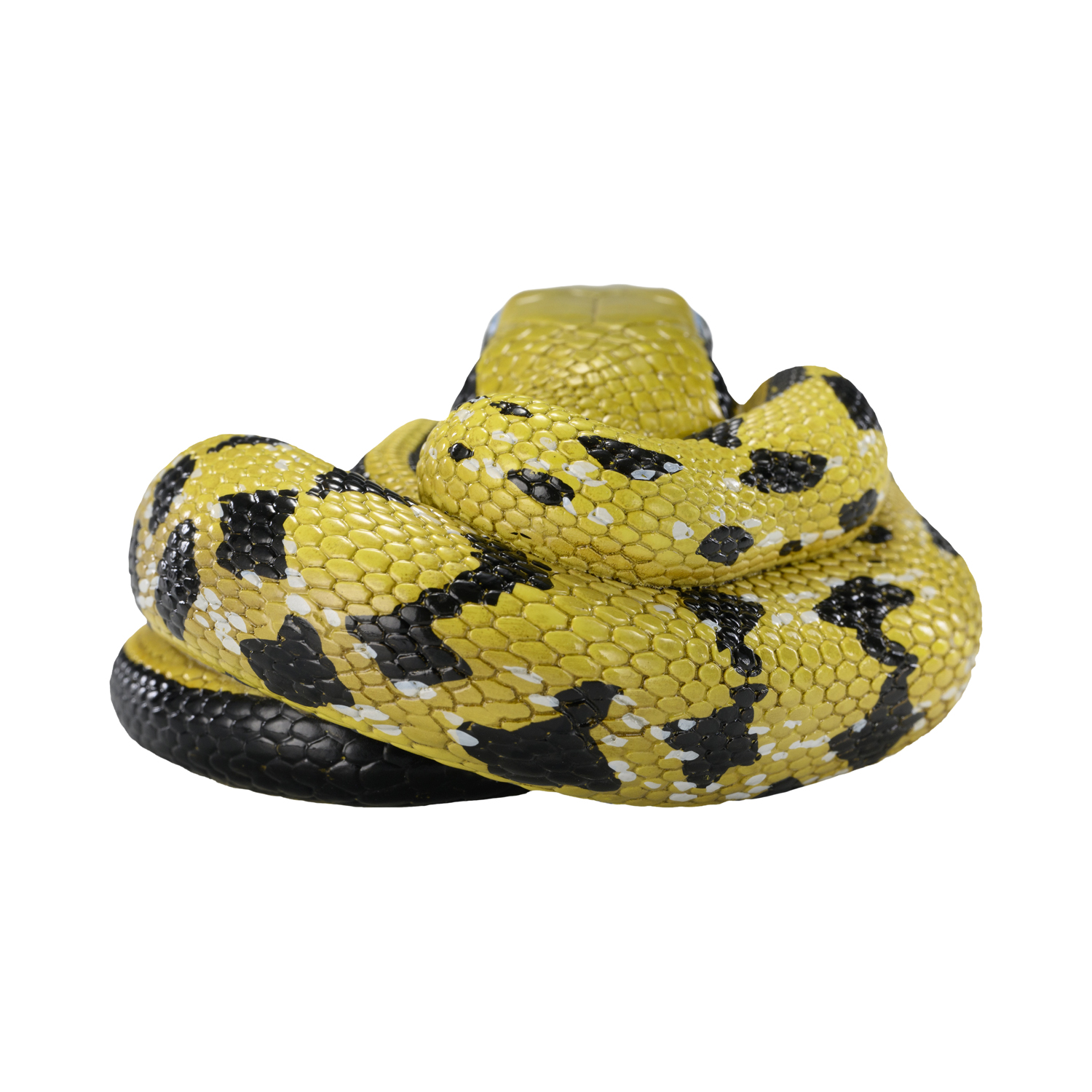 AHB Series 23 - Taiwan Beauty Snake – Elaphe taeniura friesi | Snake