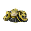 AHB Series 23 - Taiwan Beauty Snake – Elaphe taeniura friesi | Snake