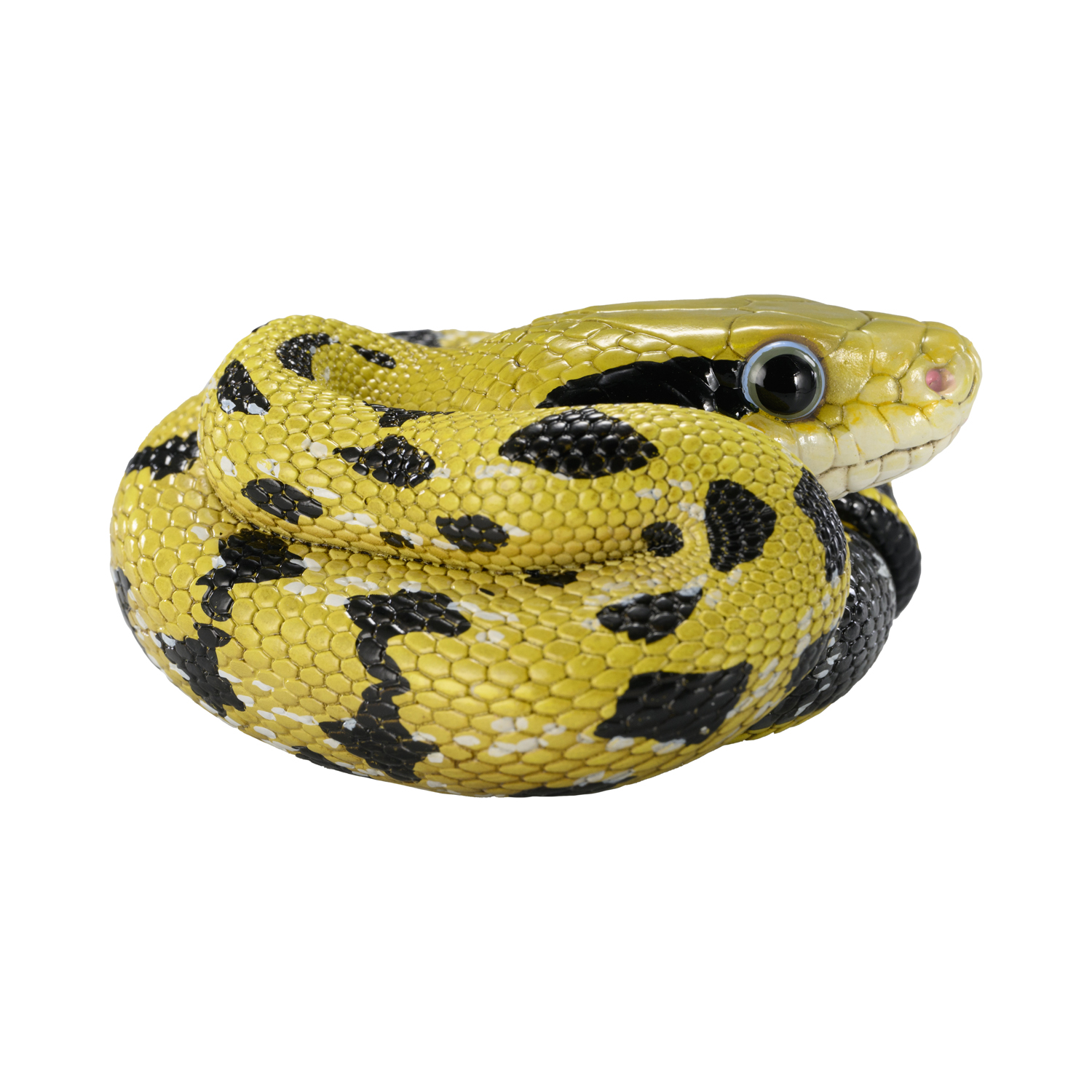AHB Series 23 - Taiwan Beauty Snake – Elaphe taeniura friesi | Snake