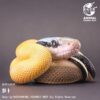 AHB Series 23 - Cave Beauty Snake – Elaphe taeniura ridleyi | Snake