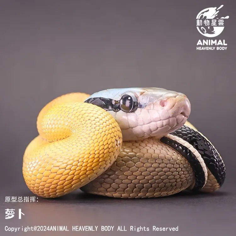 AHB Series 23 - Cave Beauty Snake – Elaphe taeniura ridleyi | Snake