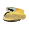 AHB Series 23 - Cave Beauty Snake – Elaphe taeniura ridleyi | Snake