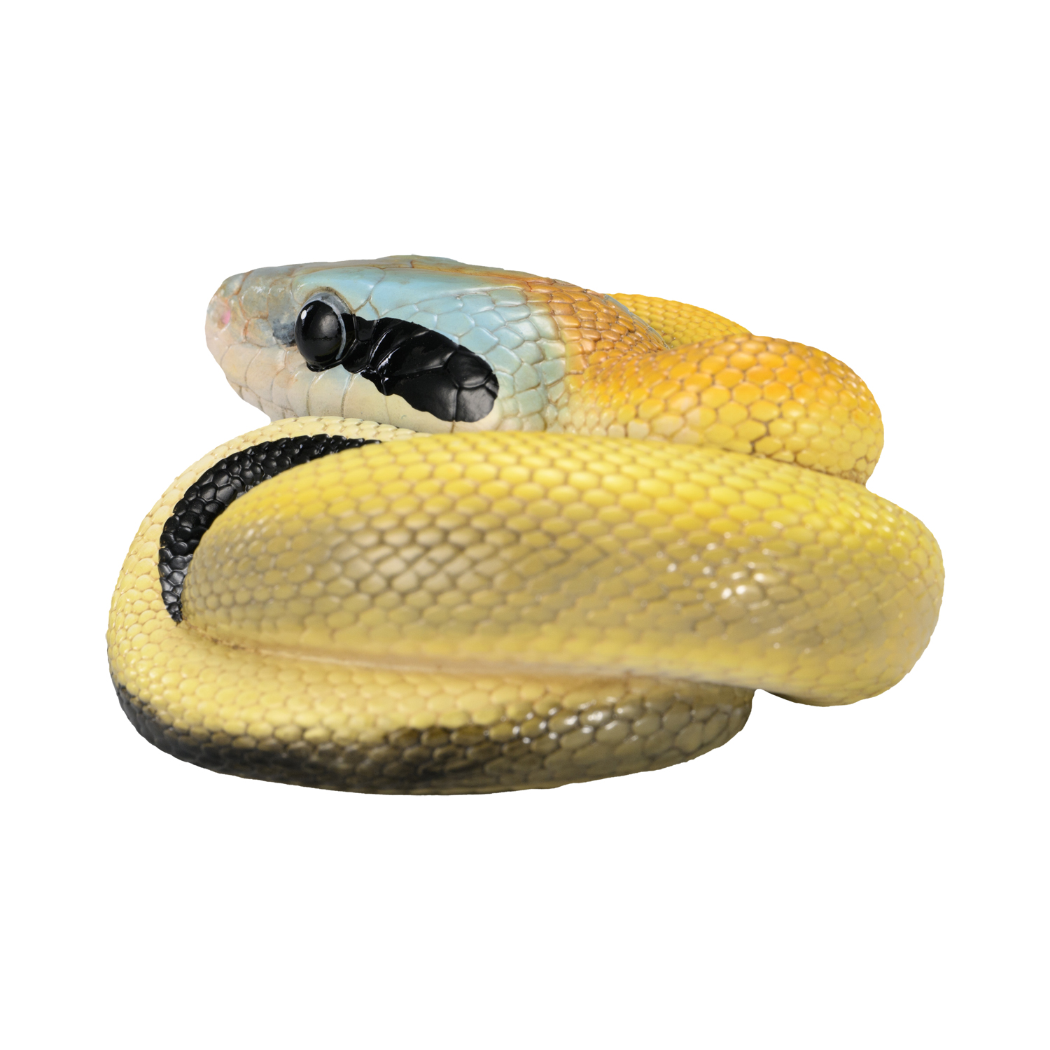 AHB Series 23 - Cave Beauty Snake – Elaphe taeniura ridleyi | Snake