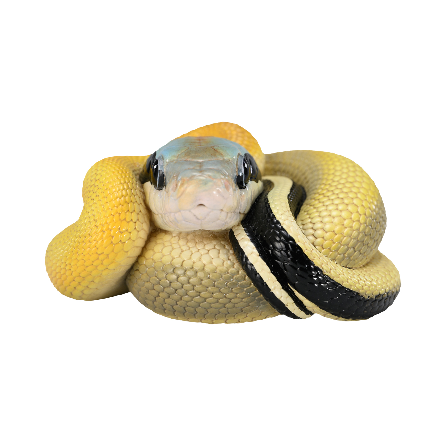 AHB Series 23 - Cave Beauty Snake – Elaphe taeniura ridleyi | Snake
